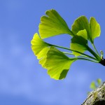 Ginkgo-biloba-150x150 in 