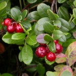 Cranberry-preiselbeere-150x150 in 