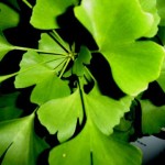 Ginkgo Biloba-150x150 in 