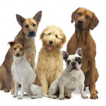 Hundegelenke-glucosamin-150x150 in 