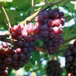 Resveratrol-150x150 in Resveratrol und seine gesundheitlichen Wirkungen 