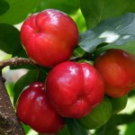 Acerola-150x150 in 