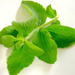 Stevia-150x150 in 