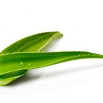 Aloe-vera-pflanze-150x150 in 