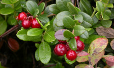 Cranberry