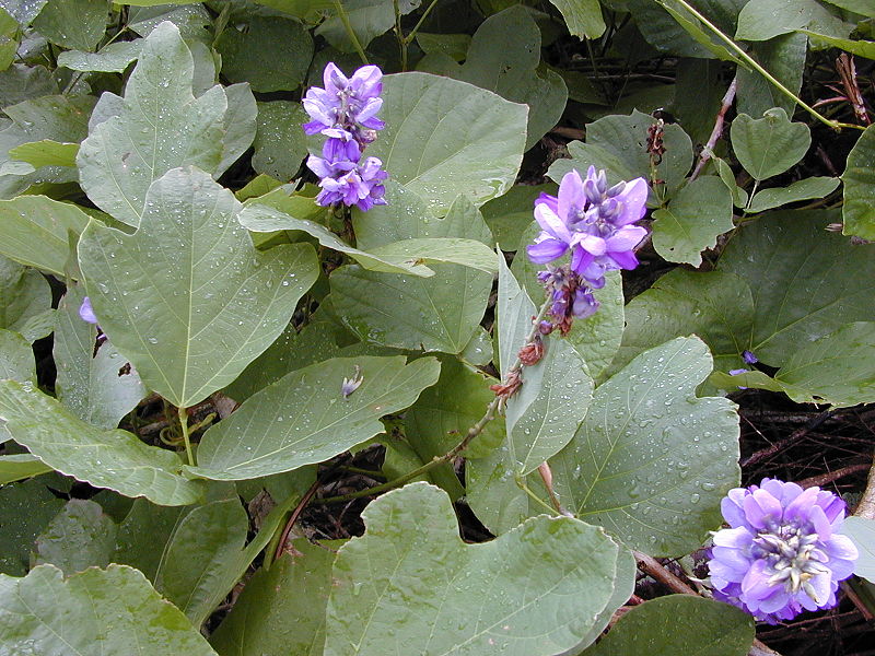 Kudzu