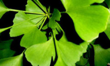 Ginkgo Biloba