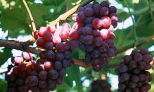 resveratrol