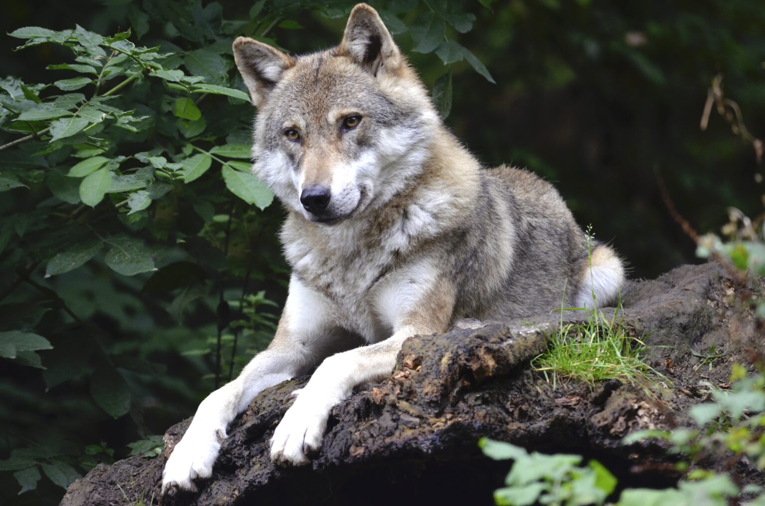 Der Hund Stammt Vom Wolf Ab www.gesund24h.de