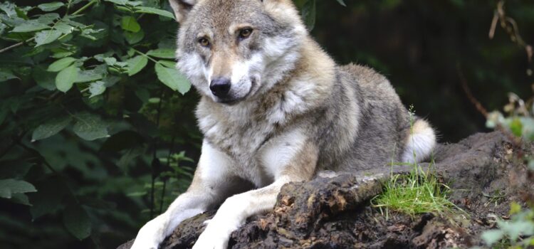 Wolf