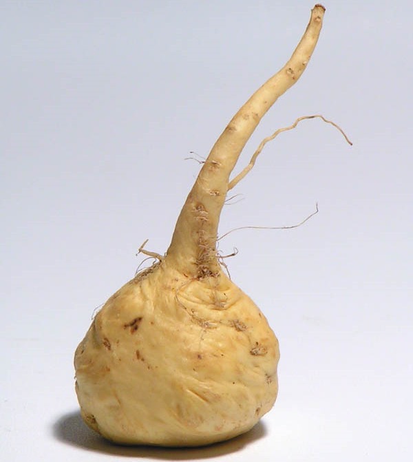 maca