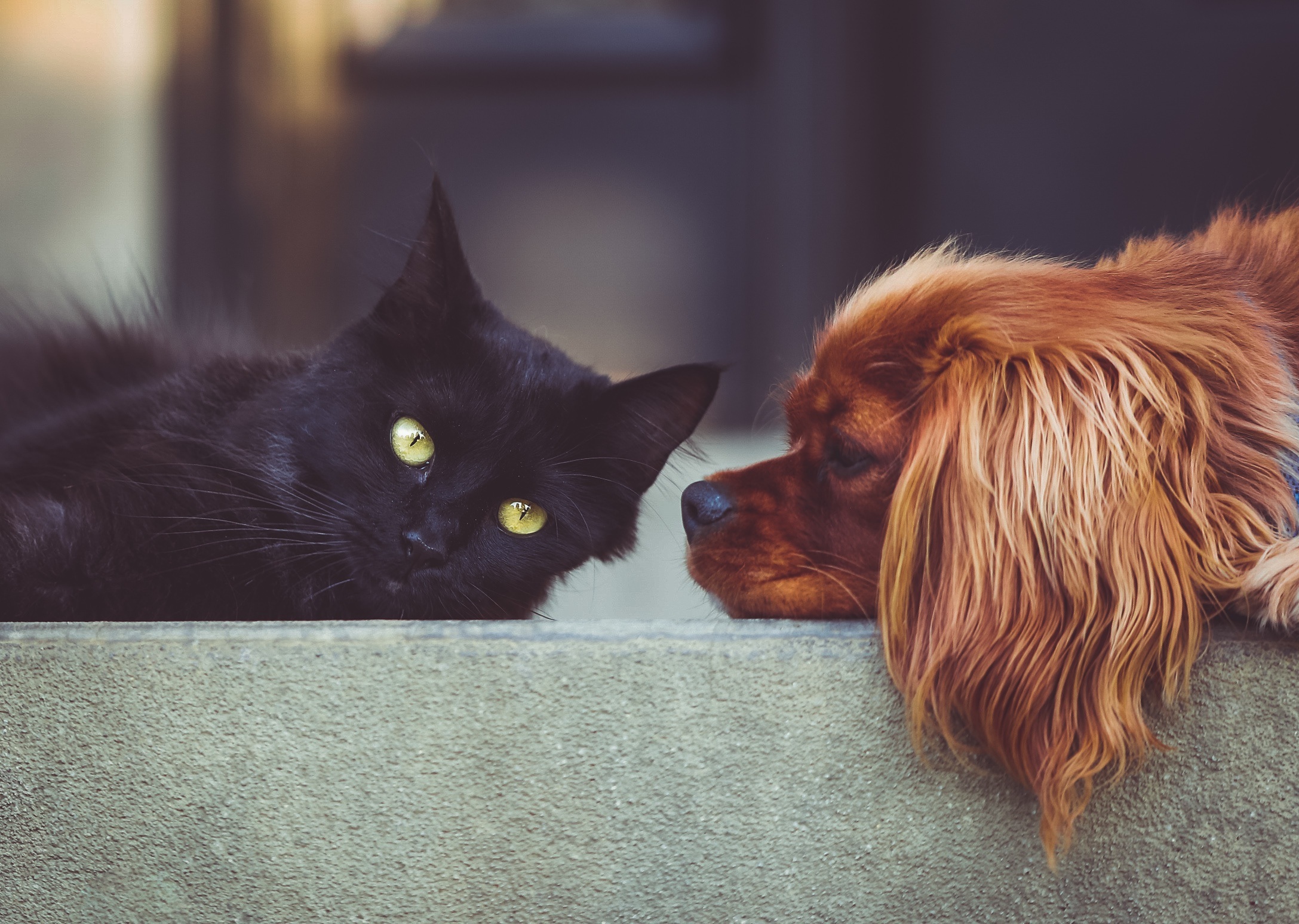 Hund Katze