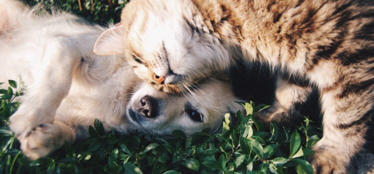 Hund Katze