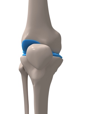 Gelenkknorpel im menschlichen Knie