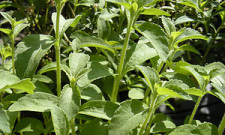 Stevia