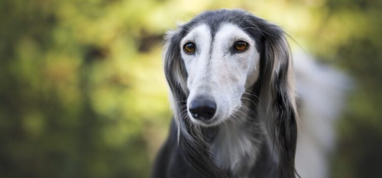 Hund