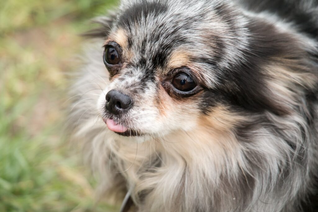 Spondylose bei Hunden Symptome, Folgen & Hilfe Gesund24h Magazin