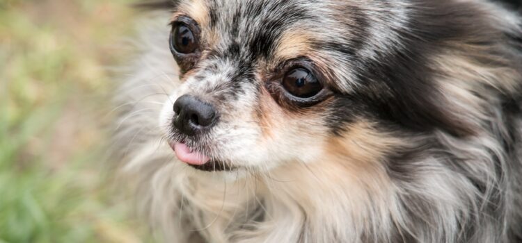 Hund