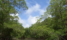 Amazonas und der Regenwald