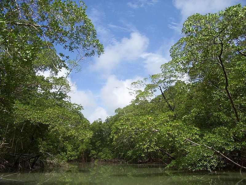 Amazonas und der Regenwald