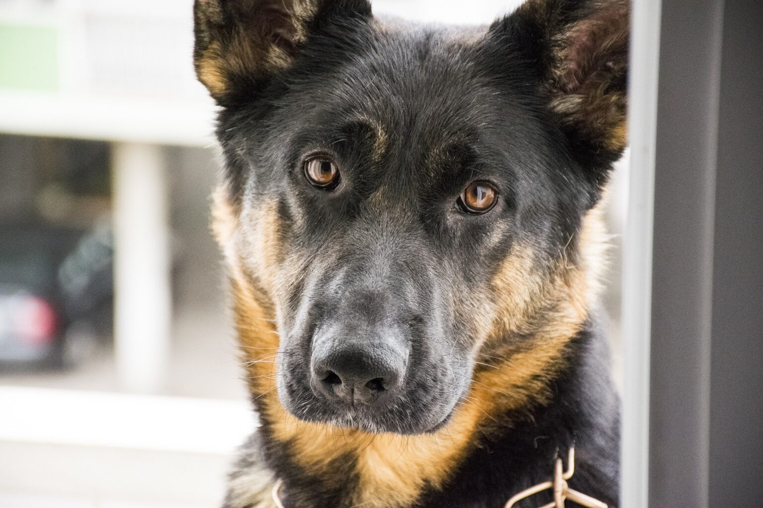 Der Zwingerhusten bei Hunden Gesund24h Magazin
