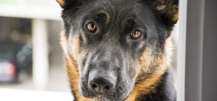 Hund