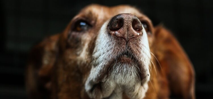 Hund