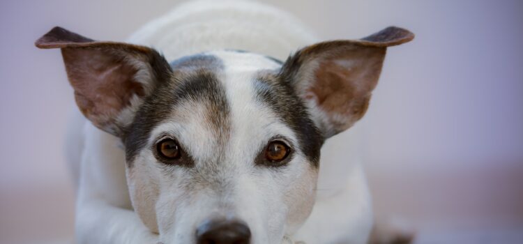 Hund