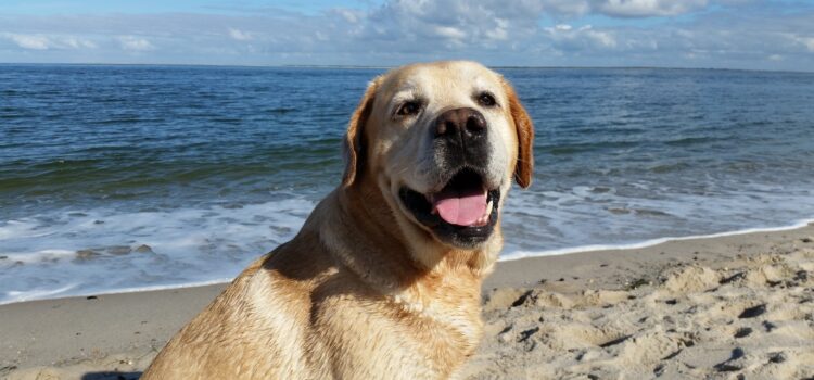 Colostrum stärkt das Immunsystem von Hunden Colostrum stärkt das Immunsystem von Hunden
