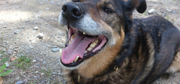 Die Körpersprache der Hunde Hund