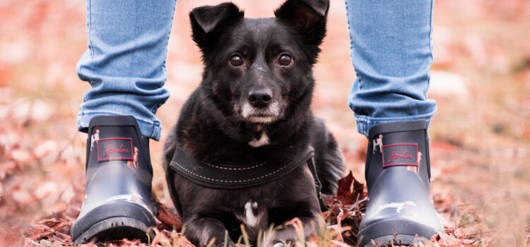 Hund