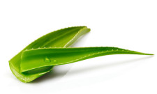 aloe vera pflanze