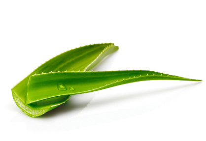 aloe vera pflanze