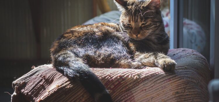 Katzen sind sehr geräuschempfindlich Katze