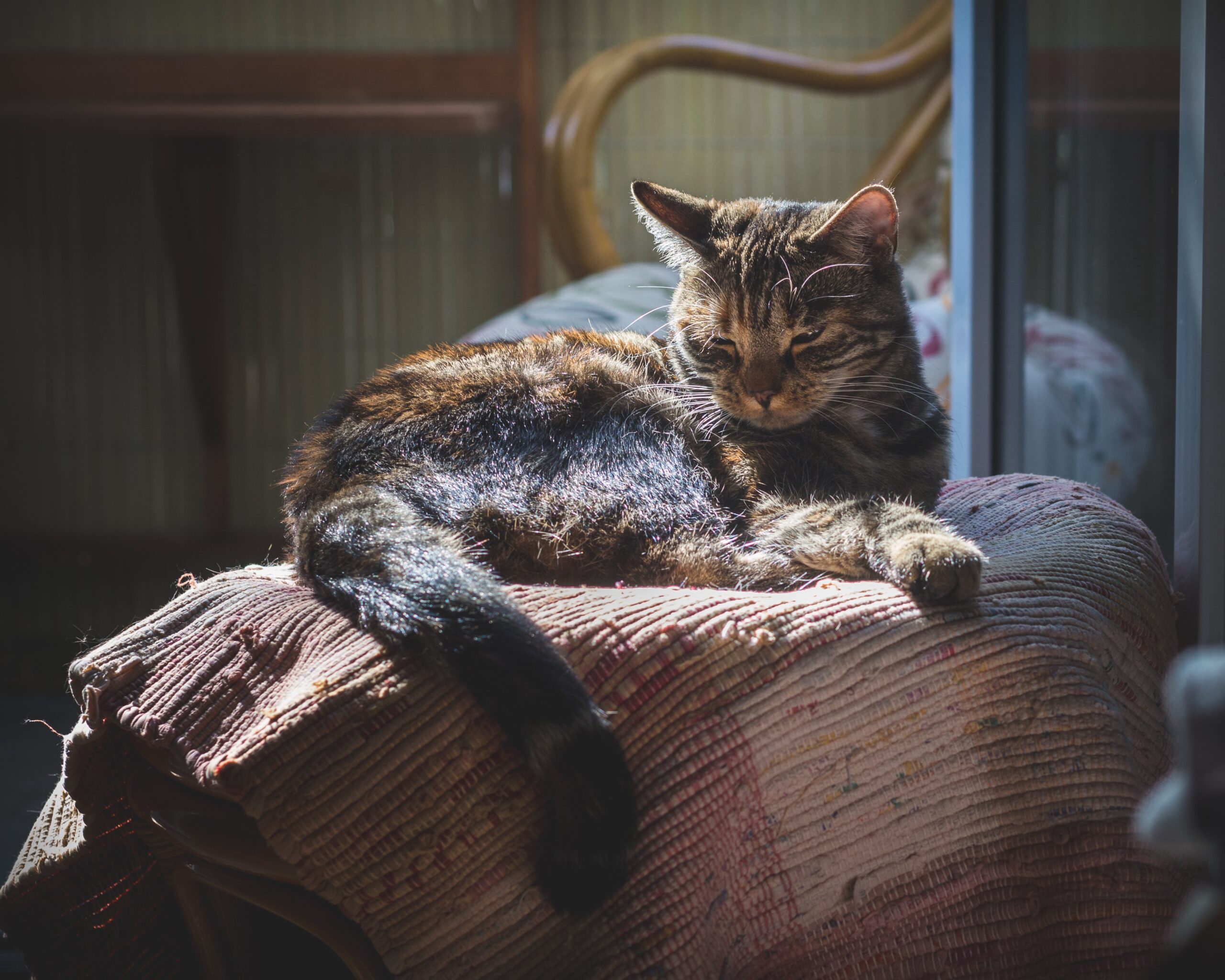 Katze