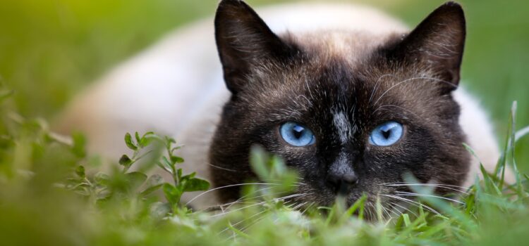 Die Haltung von Siamkatzen – nichts für Anfänger! Katze