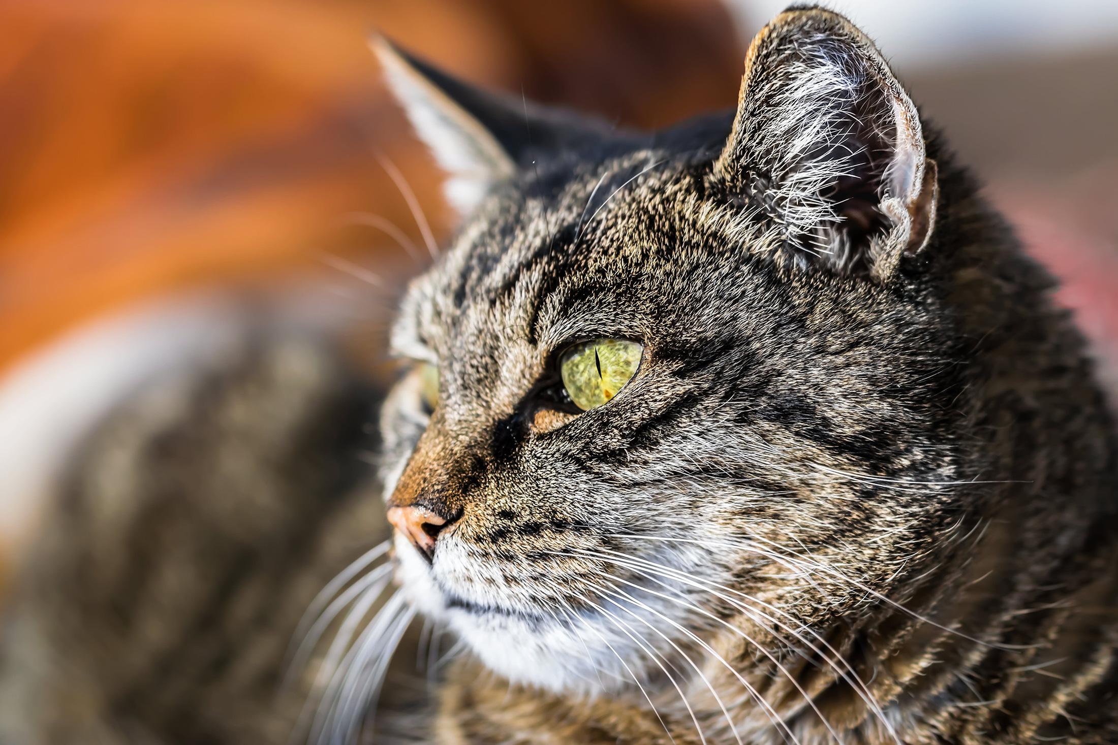 Katze Massiert Mich Bedeutung