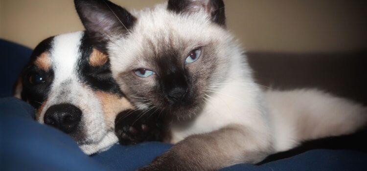 Katze und Hund aneinander gewöhnen – aber wie? Katze und Hund aneinander gewöhnen – aber wie?