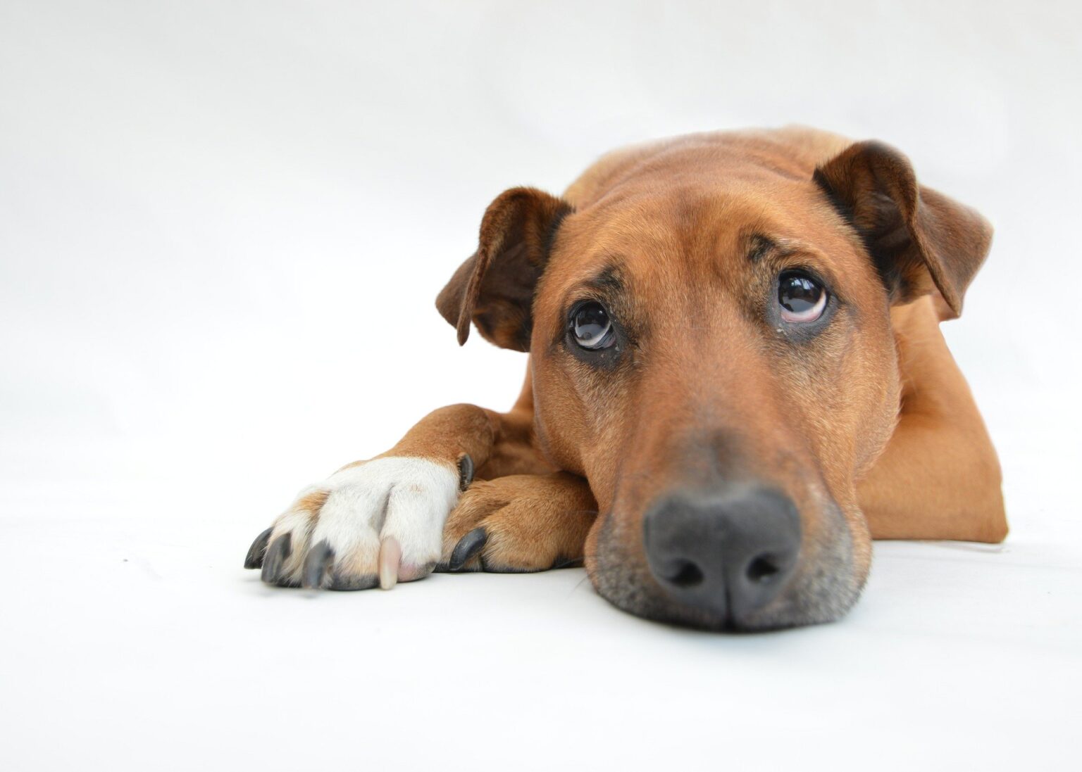 Psychische Probleme beim Hund sind keine Seltenheit! Gesund24h Magazin
