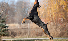 dobermann hundesport