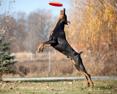 dobermann hundesport