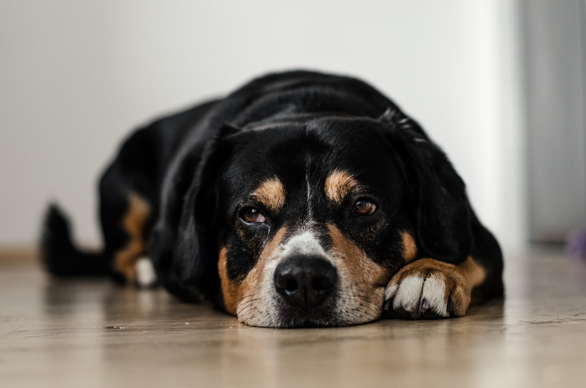 Malaria bei Hunden durch Zeckenbisse Gesund24h Magazin