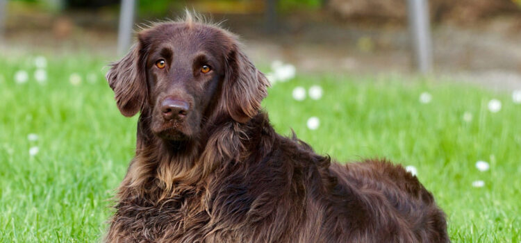 Hunde – unsere schlauen Begleiter Gesunder Hund