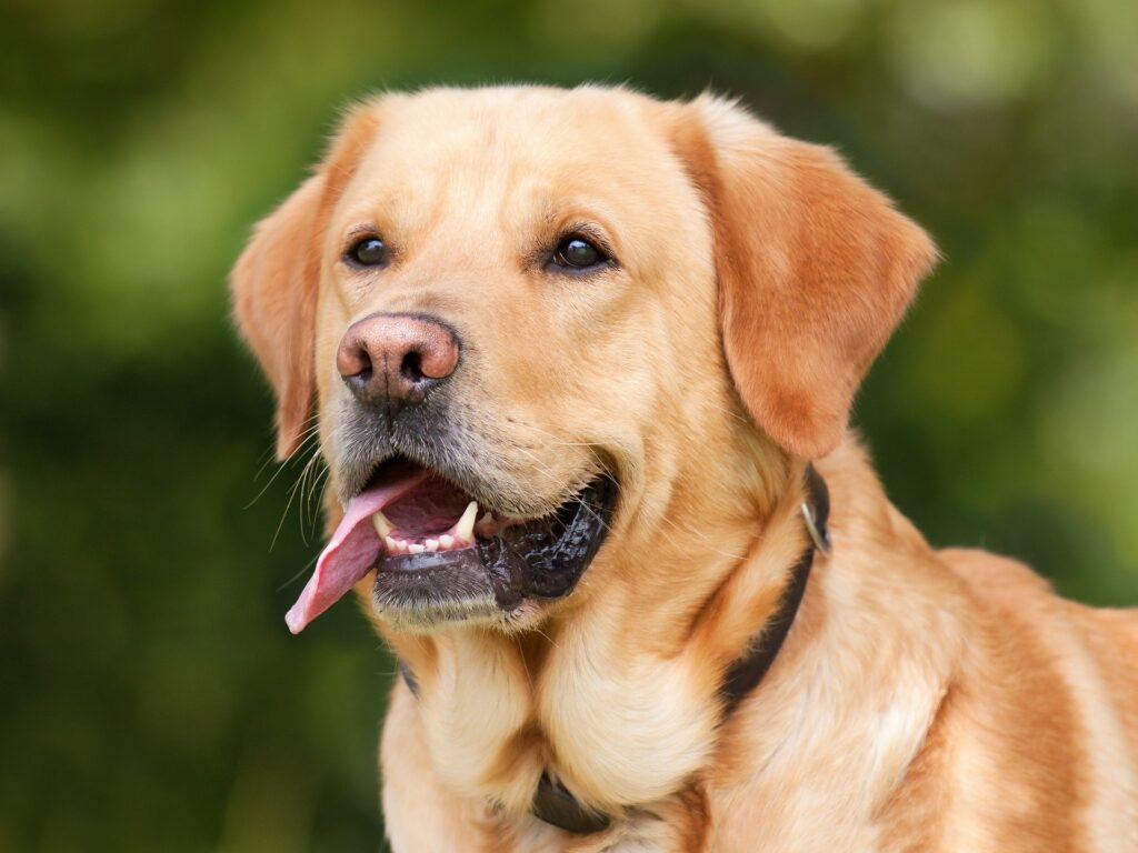 Hunde können Krankheiten beim Menschen riechen! - Gesund24h Magazin