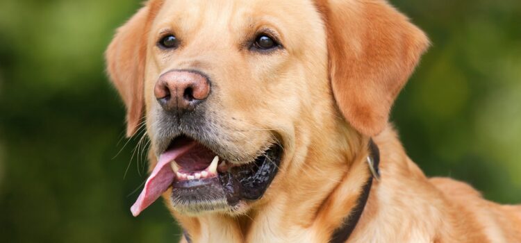 Können Hunde lügen? Hund