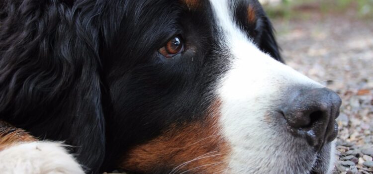 Frühjahrsmüdigkeit gilt auch für Hunde Bernersennen