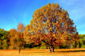 herbstbaum