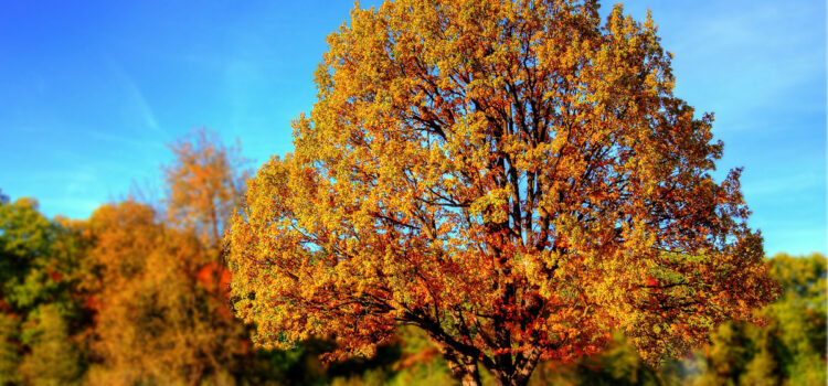 herbstbaum