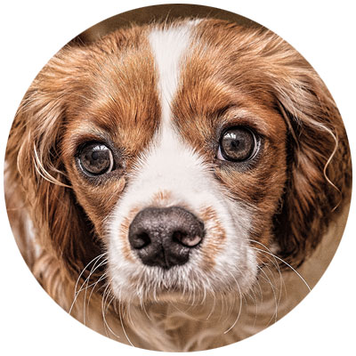 dog skin coat Omega 3