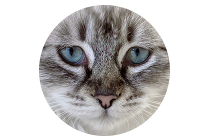katze